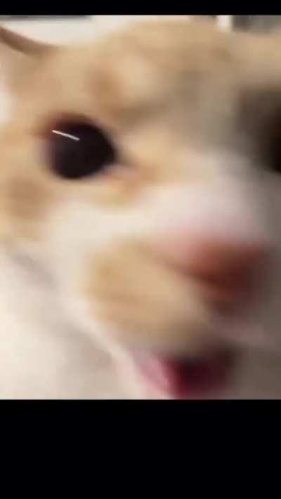 Wunk is not wunk when he angy