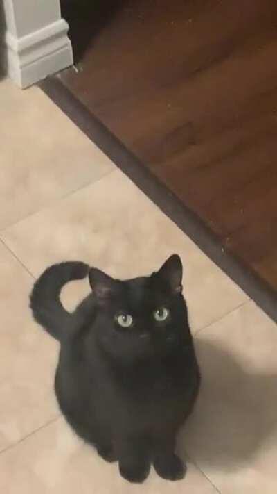 Y’all enjoyed Elvira squeaking at me last time, so here she is asking for another dinner.