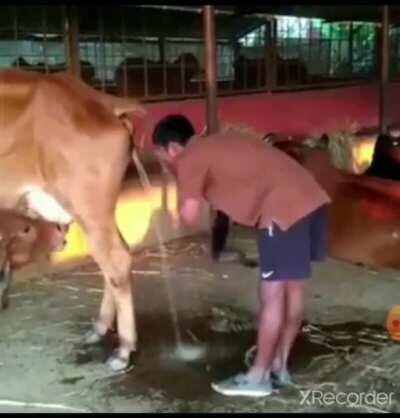 And his rubbing cow piss on his face yeah just yeah