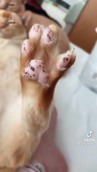 I don’t think I’ve ever seen totally freckled toebeans.