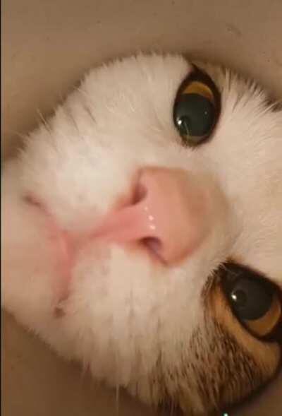 POV: You are the Cat Box