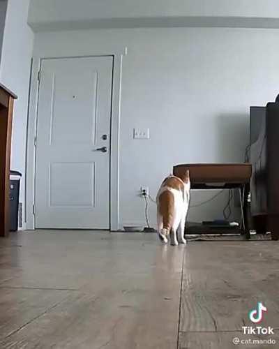 This Cat's reaction (and biiiig stretch) when the guy comes home from work 🥰😂