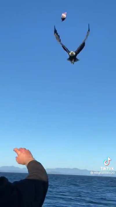 Eagle gets a snack.