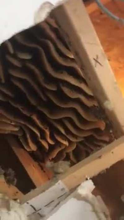 No need to worry about the bee population, a friend in Ireland has been inadvertently housing one or two in the loft...