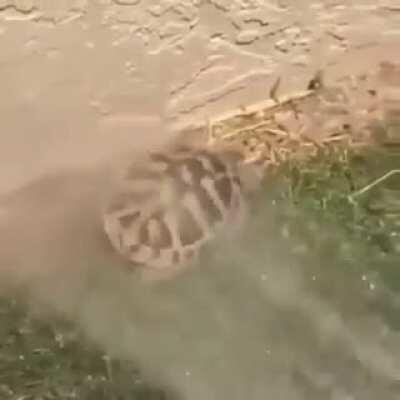 When you do /e gangdance and go turtle mode with mr pres