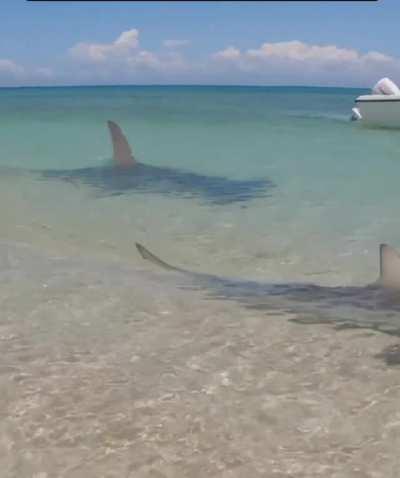 🔥 Typical beach day in Australia : a hammerhead shark chases a smaller shark trying to eat it