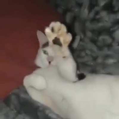 HolUp hitler reincarnated as cat💀