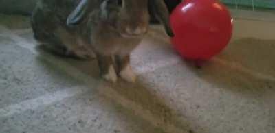 Someone found a Balloon today