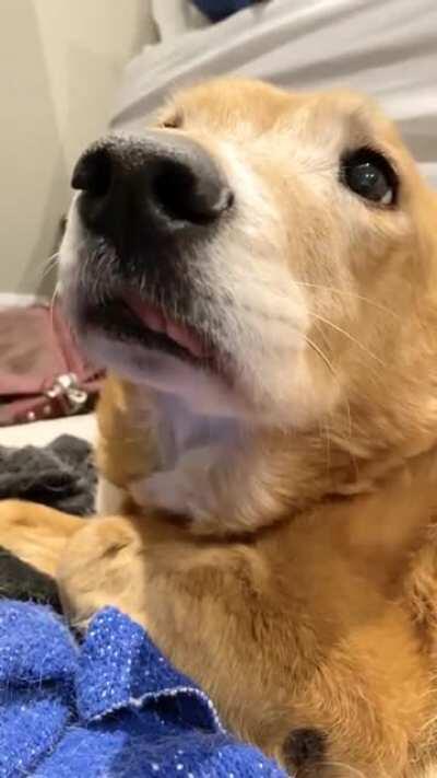 Sometimes Aubrey falls asleep with a little blep. And sometimes she doesn't put the blep away when she wakes up.