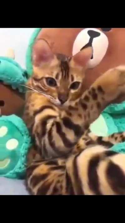 quem atirou o pau em mim, se prepare...