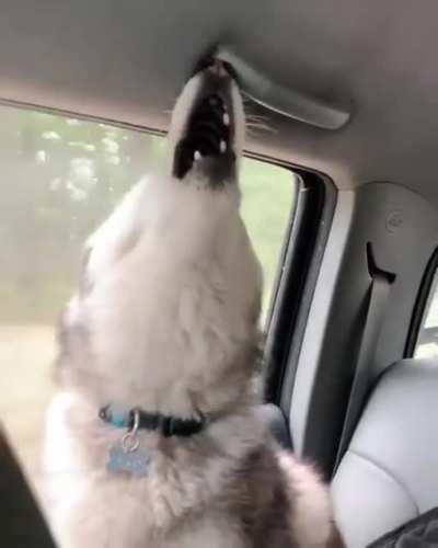 Them: Are Huskies really that bad, or is it an exaggeration?