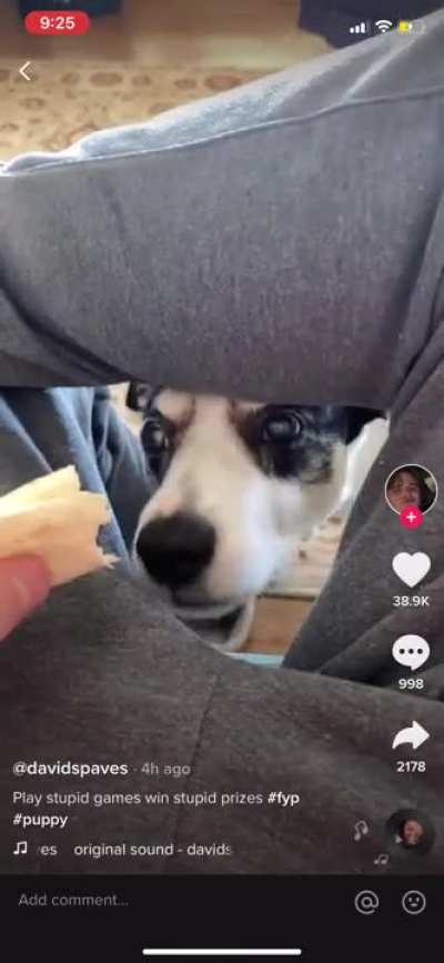 A Dog And His Quest For Tacos