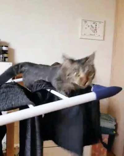 Dis drying rack is mine!