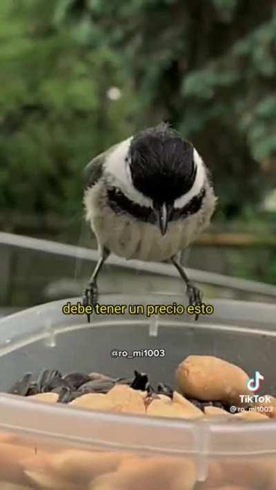 LOS PAJAROS DESPUES DE ESCUCHAR A MILEI