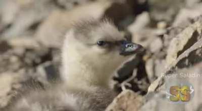 Press F to pay respect