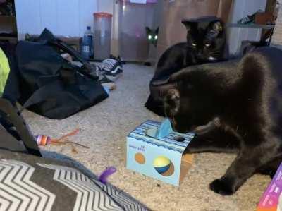 Our Black Cats (+ a tuxedo cat, and a grey cat if you can spot her)