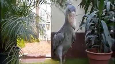 Shoebill Clattering