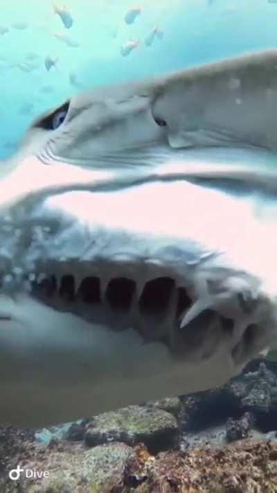 The moment a sand tiger shark bared it’s razor sharp teeth to a diver