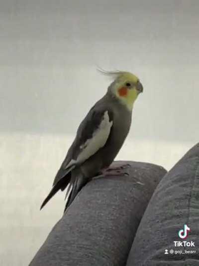 Goji bear likes to party