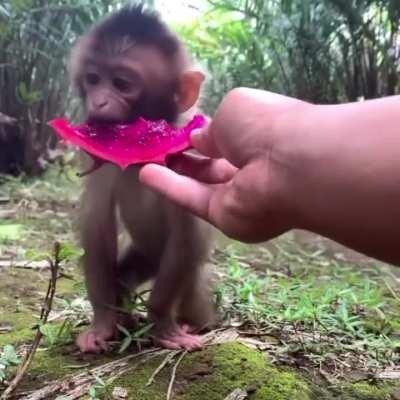 I love how the monkey’s lips turn all bright magenta from the dragonfruit❤️🤣