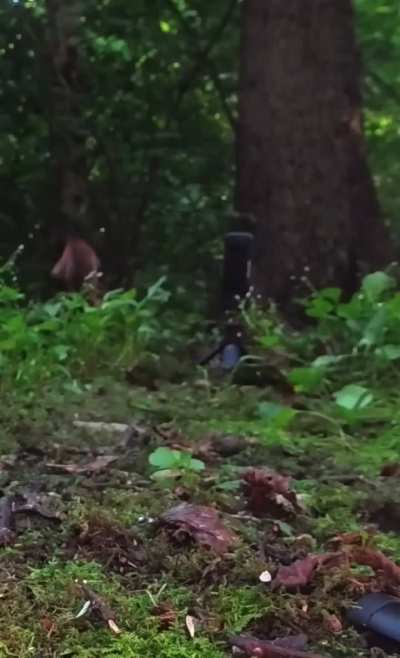 A guy filmed animals in the woods and this is a compilation of this years footage