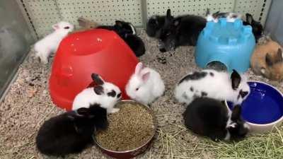 Lots of bunnies!