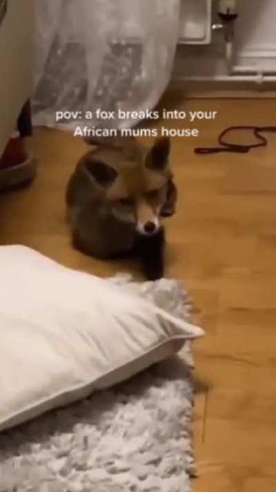 YOU MUST CONFESS FOXXO!