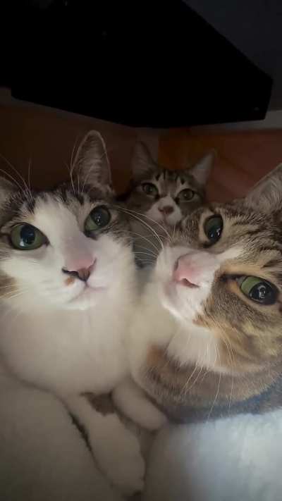 The Wunkus Musketeers