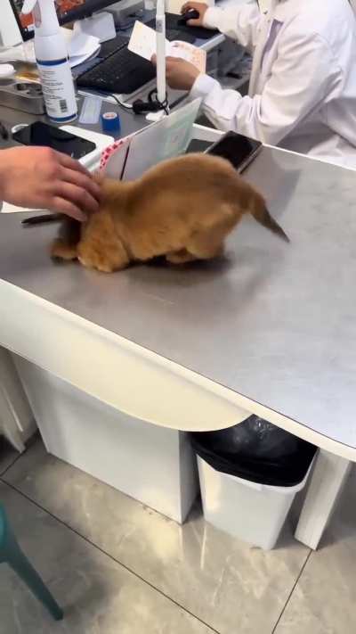 Definitely his first time at the Vet Hospital