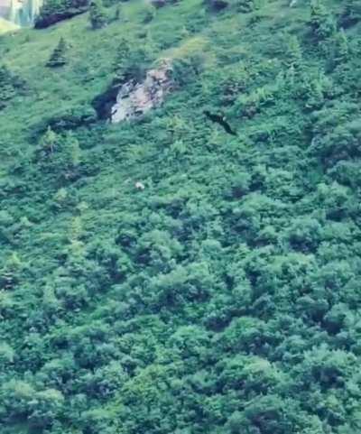 Raptor manages to re-catch the rabbit it dropped mid-flight.