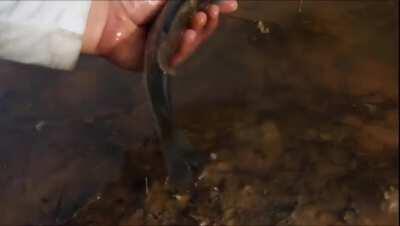 To Catch and Release