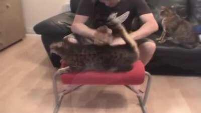 who made the mac and cheese? 😰