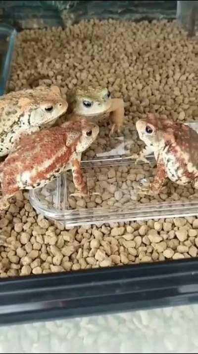 Lunch in a large family.