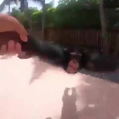 Mono girando con más píxeles