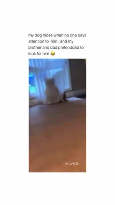 Doggo playing hide and seek with his family