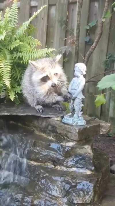Young raccoon is obsessed with our fountain 🤭😆