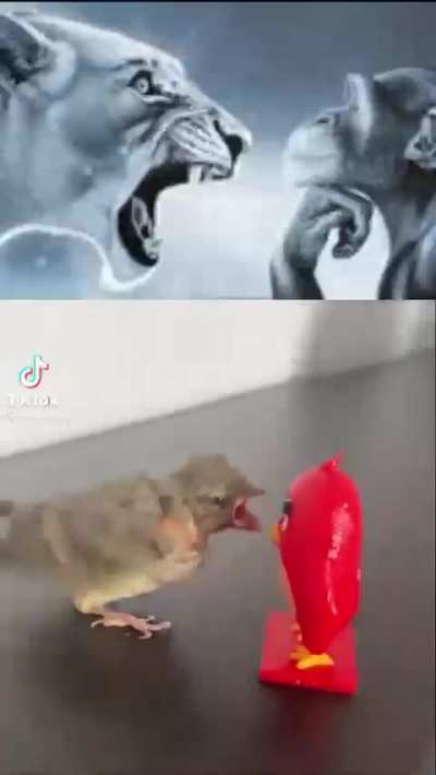 unstoppable force vs immovable object 