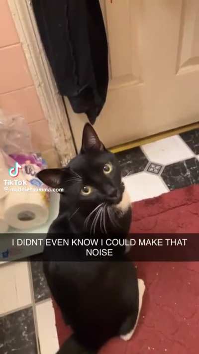 Mocking the cat can provide you with knowledge about yourself