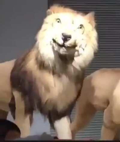 This Lion has seen some serious s***