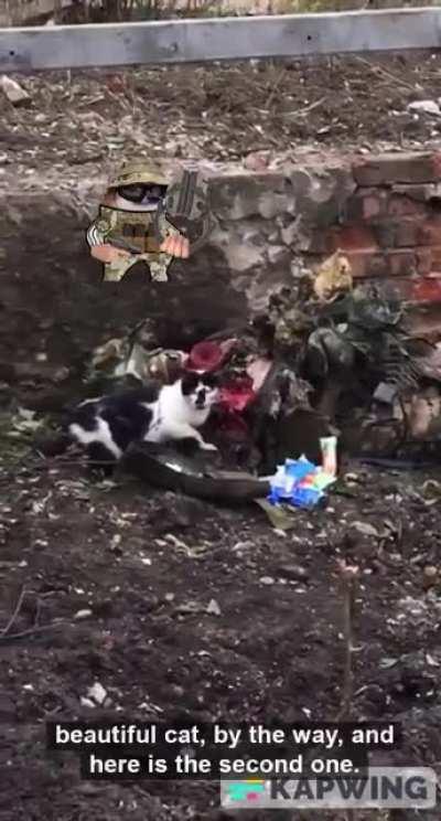 Kitty having a snack🐈