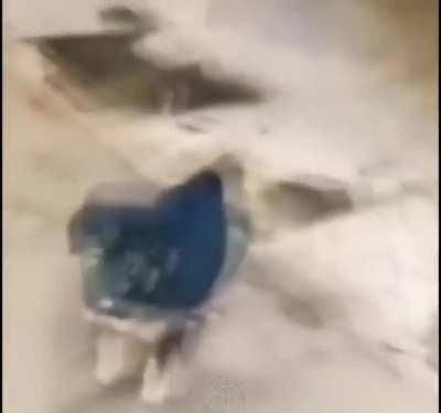 cellbits - Video #2712