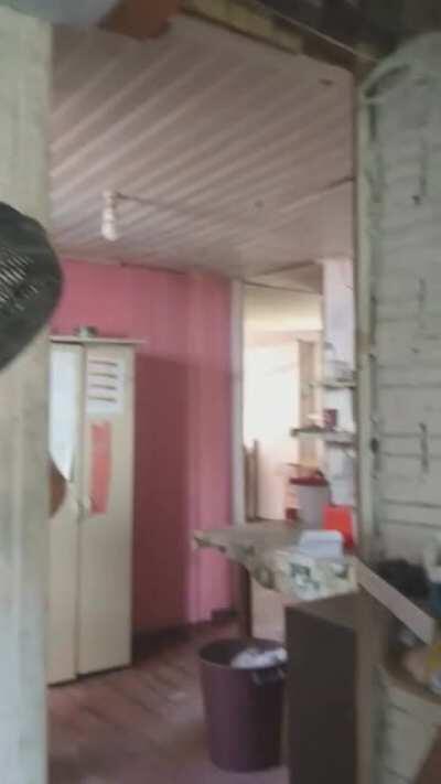 O brasileiro precisa ser estudado urgentemente