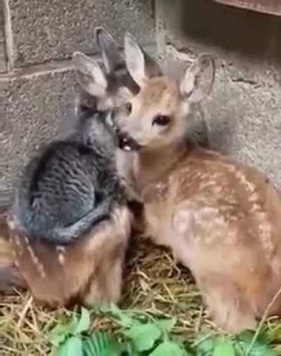 Cute Kitten Enjoying with her Friends ;-)