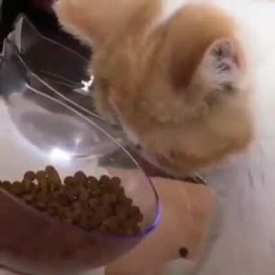 This catplication is not responding. Do you want to end this process?