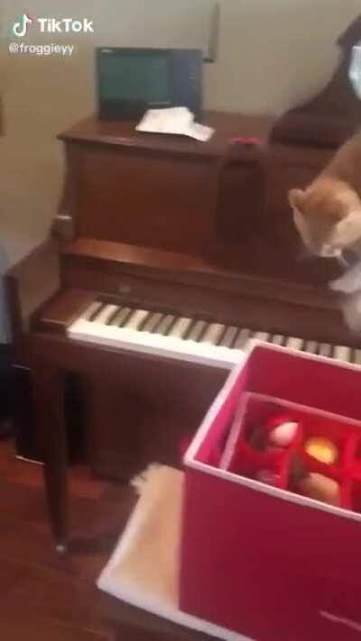 Cat+piano keys.