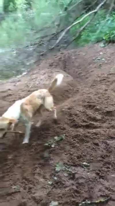 Doesnt need a human anymore