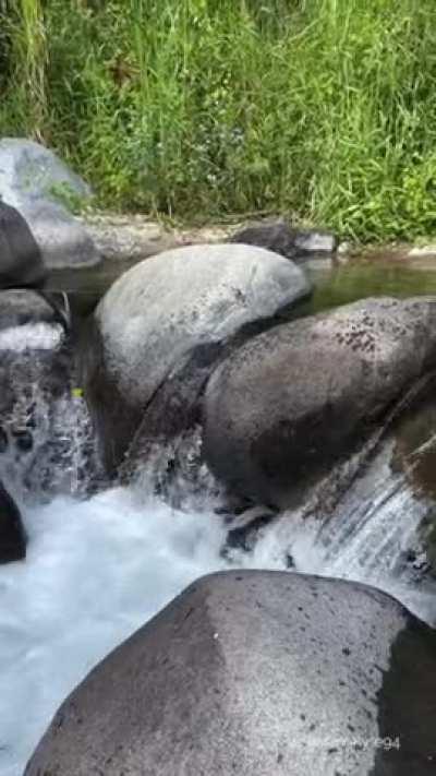 Tiny and Playful River Nymph