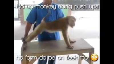 Hol up monkey doing pushups