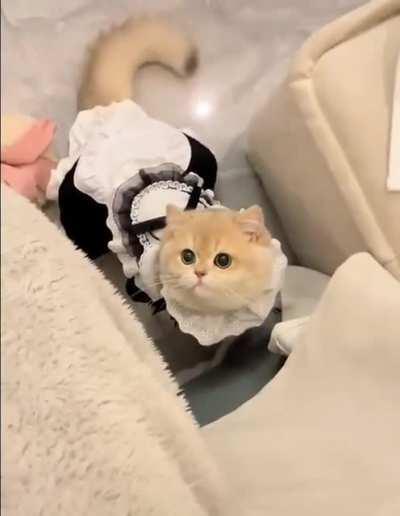 did you order cleaning the house?