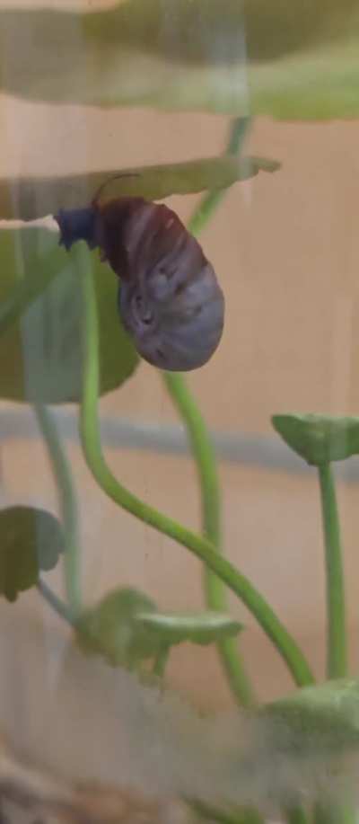 Cocoa ramshorn leaf landing